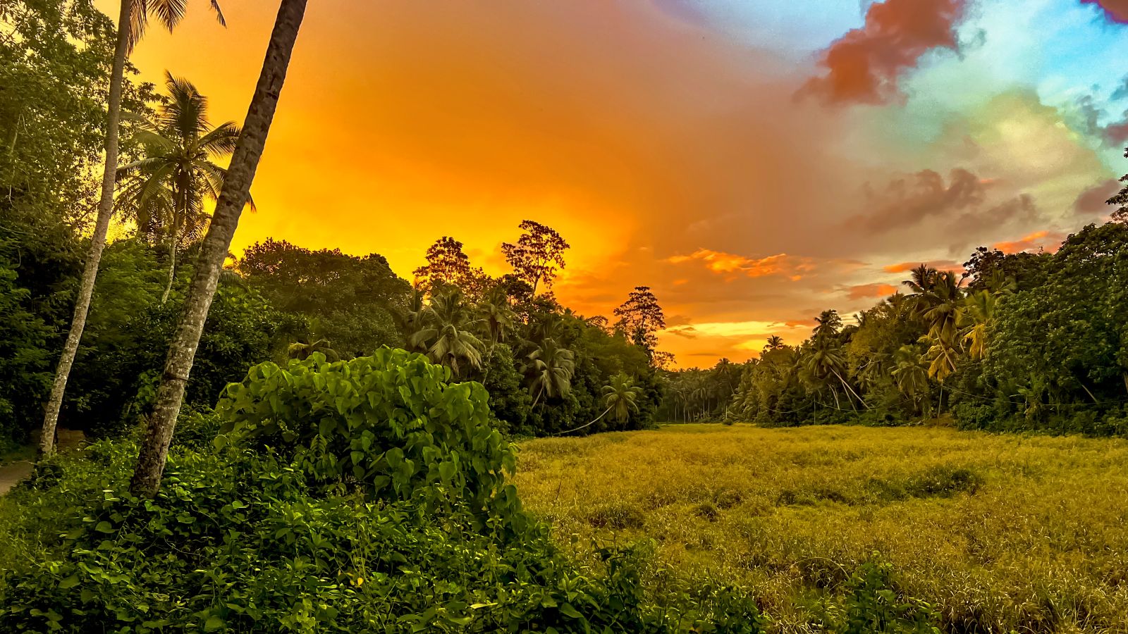Sunset over paddy fields and jungle canopy