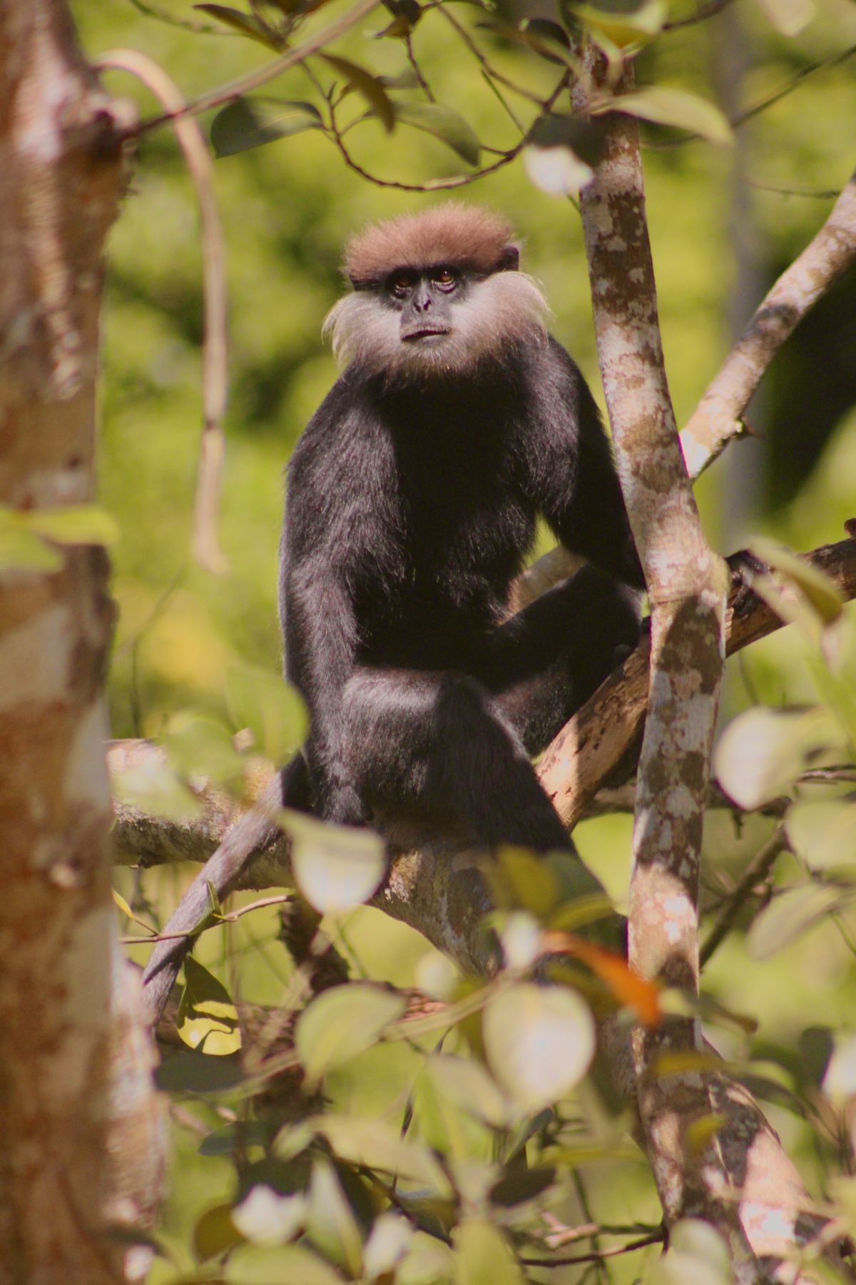 Monkey looking straight forward