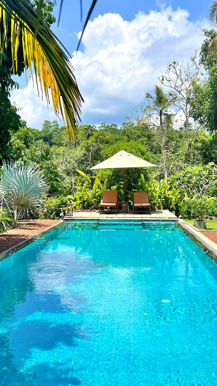 Jungle pool under palms – daytime