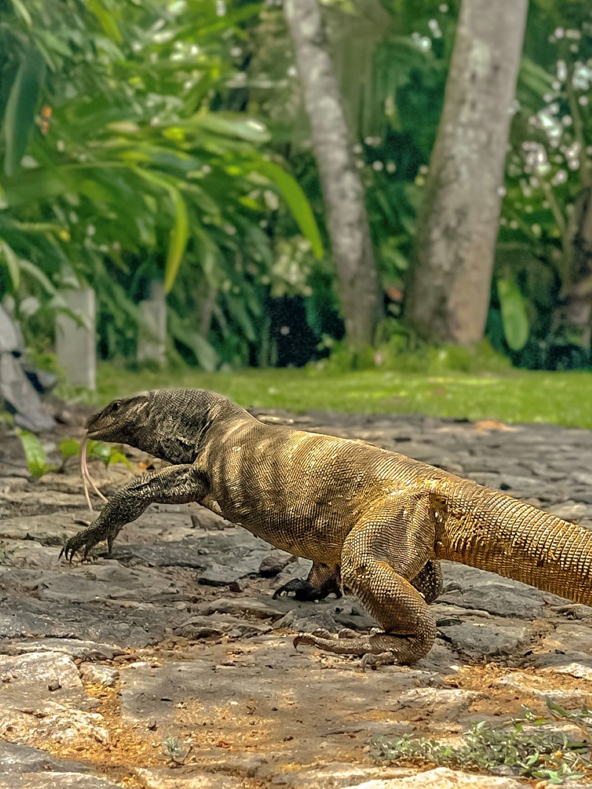 Asian water monitor in the garden