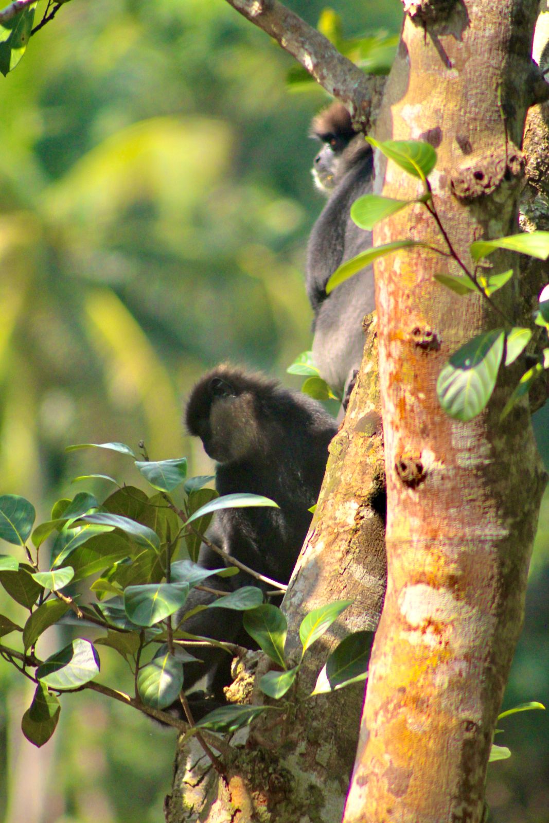 Monkeys resting in the trees